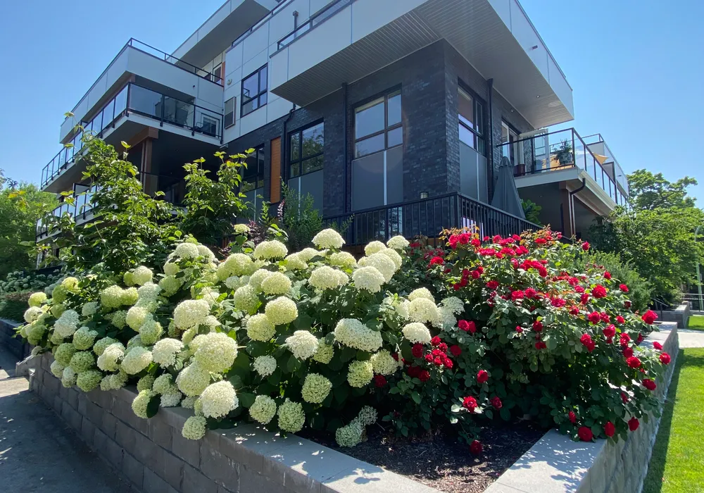 colorful flowers and modern building