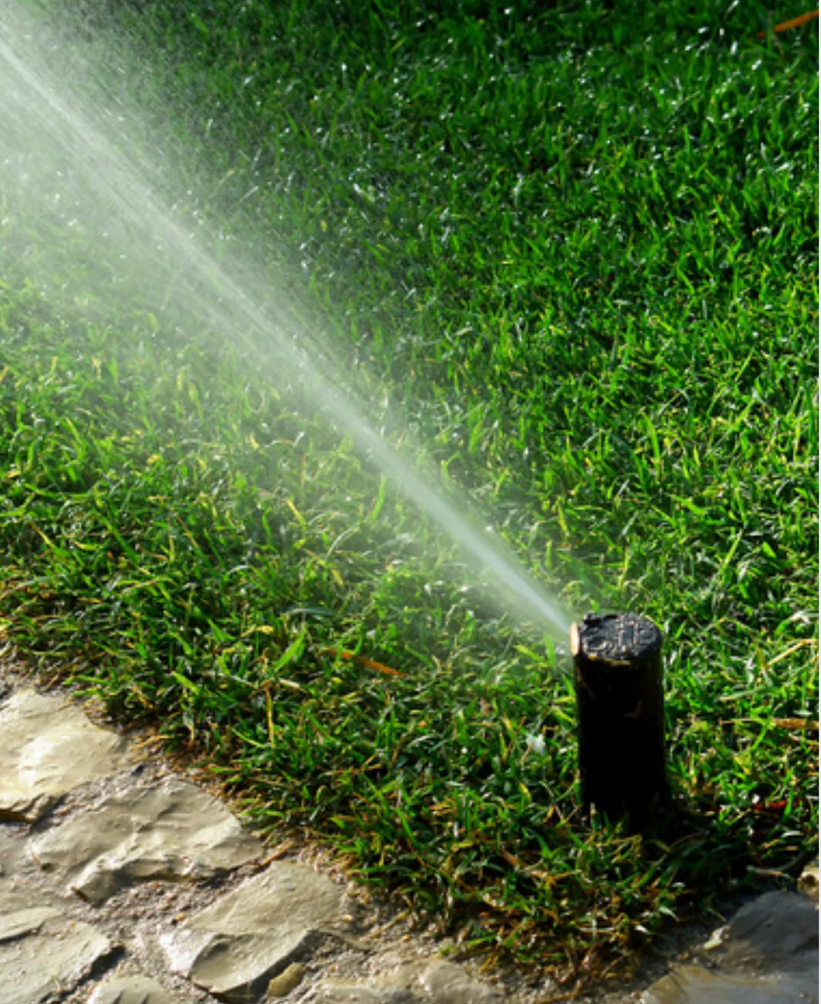 Green lawn with a sprinkler head spraying